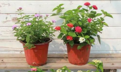 艾丽莎最新爆料新闻视频,最新爆料新闻视频深度解析  第3张