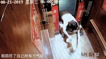 最新爆料家暴男子事件视频,男子行径令人发指