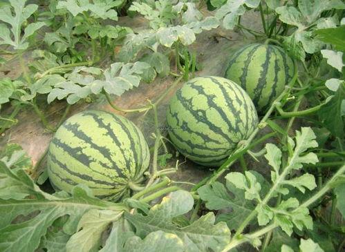 爆料西瓜嫁接方法视频,视频教学助你轻松掌握 第3张 爆料西瓜嫁接方法视频,视频教学助你轻松掌握 第3张